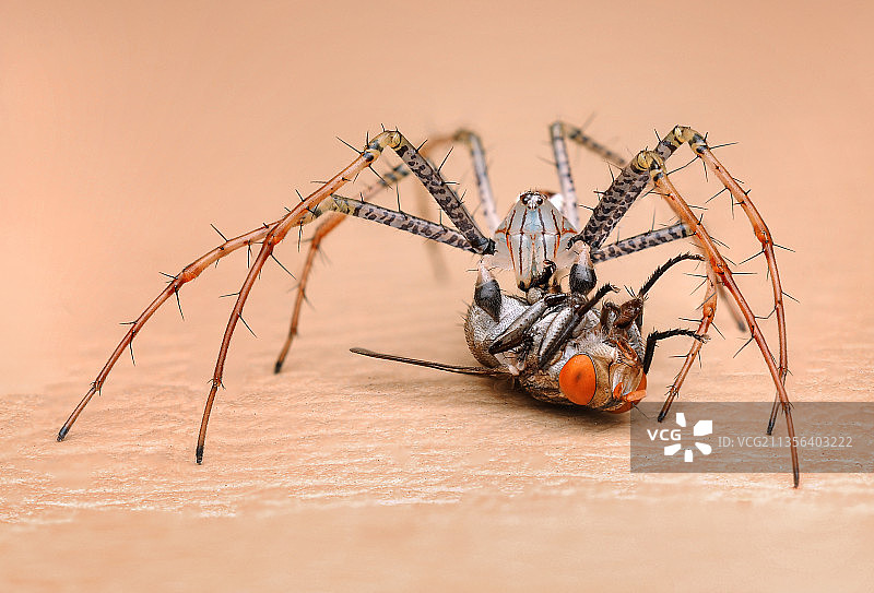 蜘蛛在网上的特写镜头图片素材