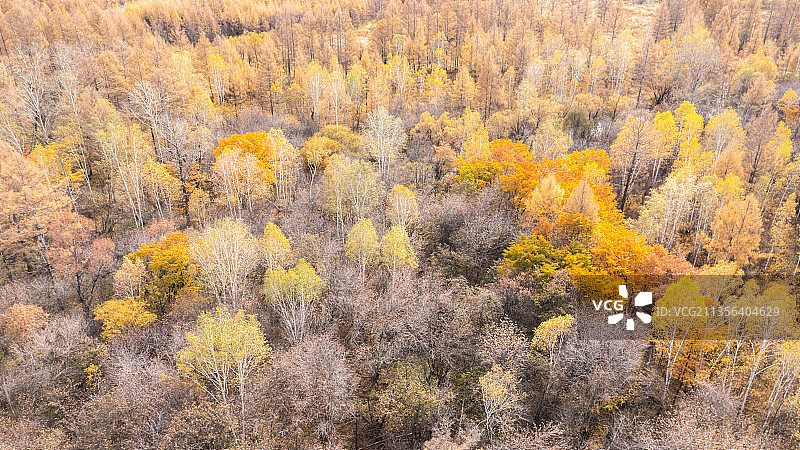 内蒙古莫尔道嘎森林公园秋色图片素材