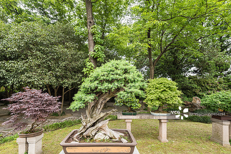 中国苏州拙政园的盆景园图片素材