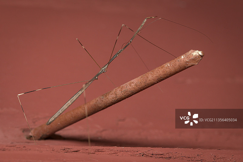 桌子上的带刺铁丝网特写图片素材