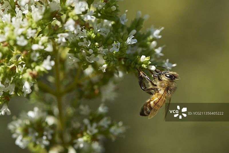 蜜蜂在花上授粉的特写镜头图片素材