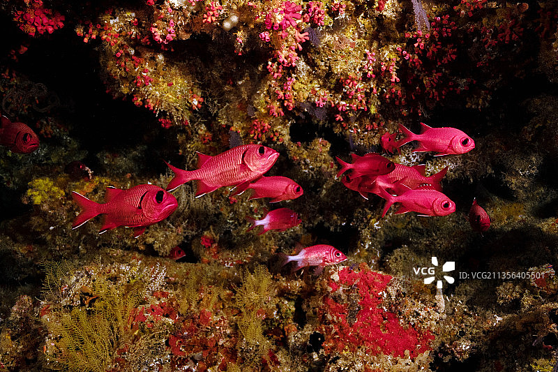 海水中游动的咸水鱼特写图片素材