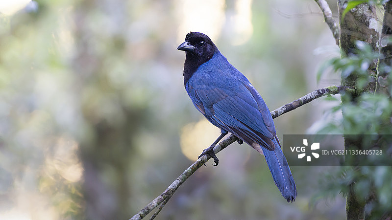 鸟儿栖息在树枝上的特写镜头图片素材
