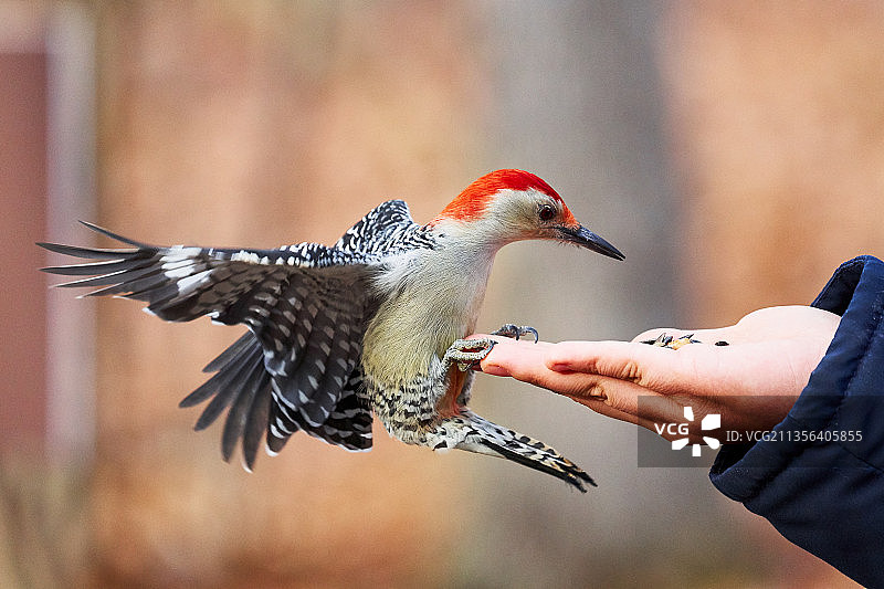喂啄木鸟的手，美国密歇根州米尔福德图片素材