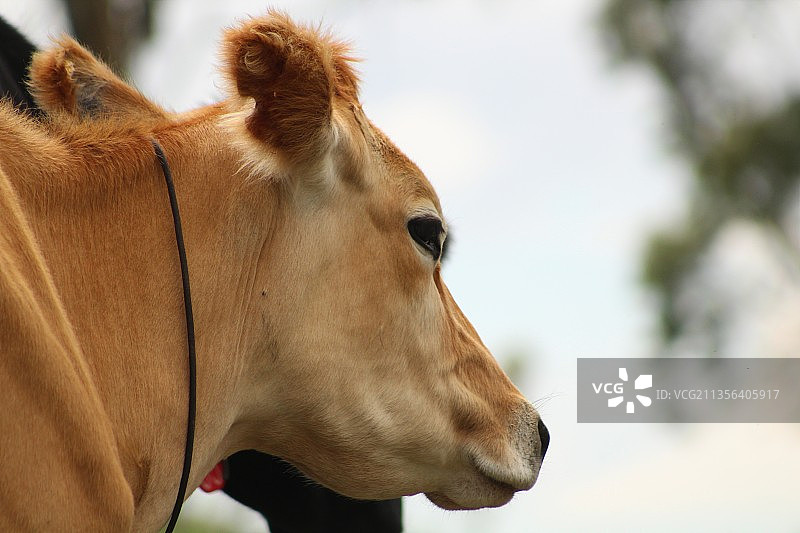 天空下的马特写图片素材