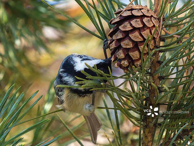 山雀栖息在树上特写图片素材