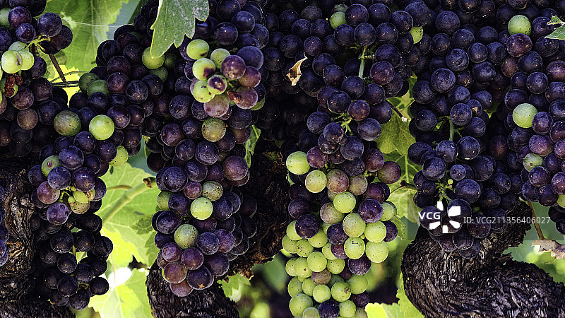 美国加州纳帕葡萄园中生长的葡萄特写图片素材