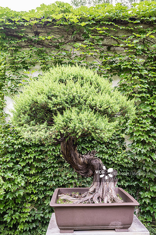 中国苏州留园的盆景园图片素材