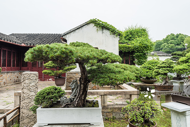 中国苏州留园的盆景园图片素材