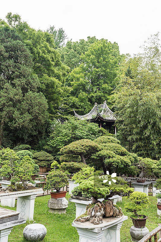 中国苏州留园的盆景园图片素材