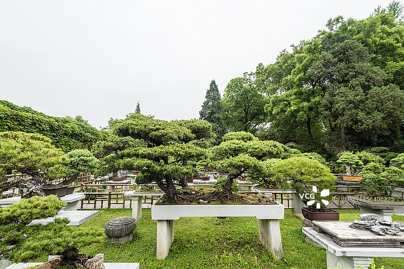 中国苏州留园的盆景园图片素材