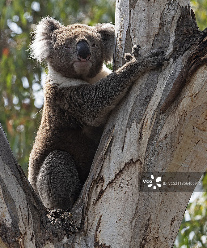 澳大利亚维多利亚州小河考拉特写图片素材