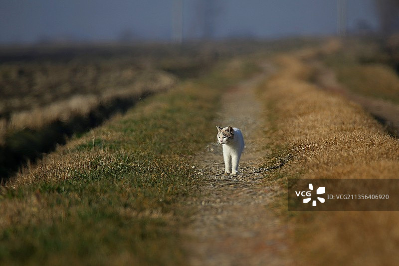 在田野上的猫的肖像，意大利韦尔切利Livorno Ferraris图片素材