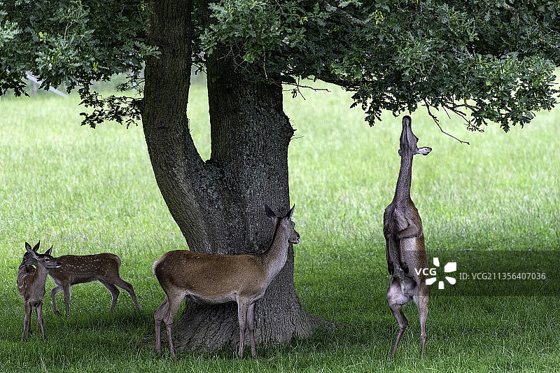 英国林菲尔德公园里的两只鹿图片素材