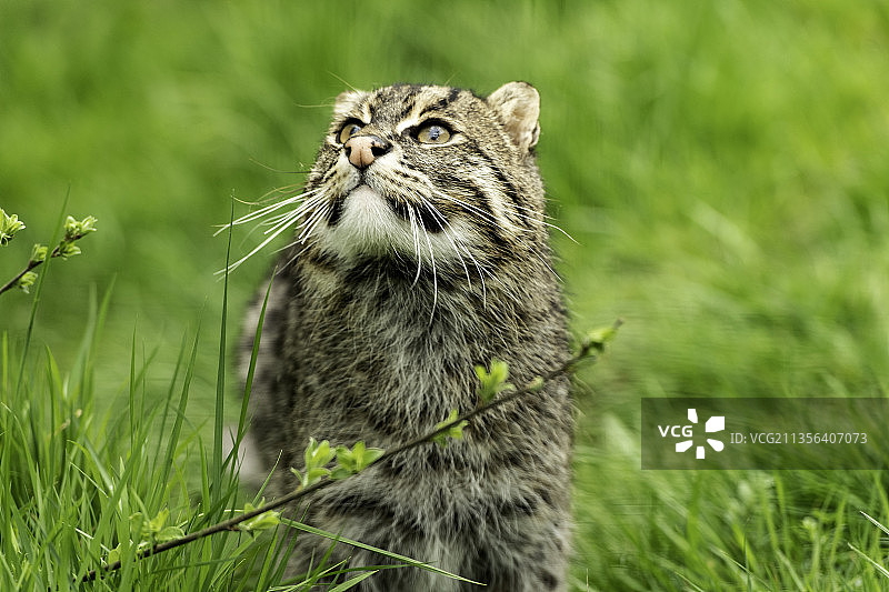 田野上的猫咪特写图片素材