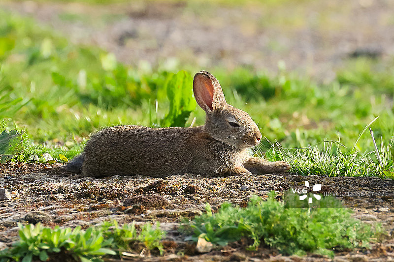 兔子在场上的特写镜头图片素材