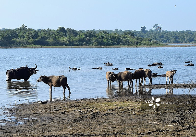 斯里兰卡牧场里的水牛河图片素材