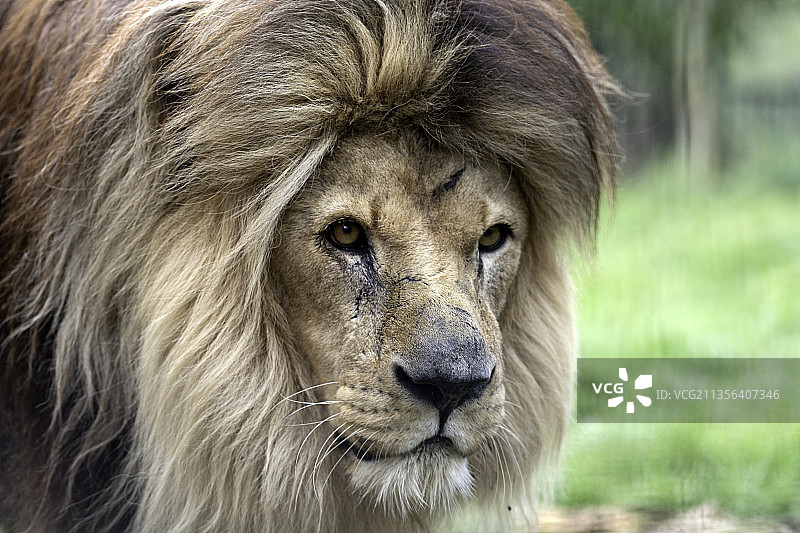 英国阿什福德斯马登的狮子特写图片素材