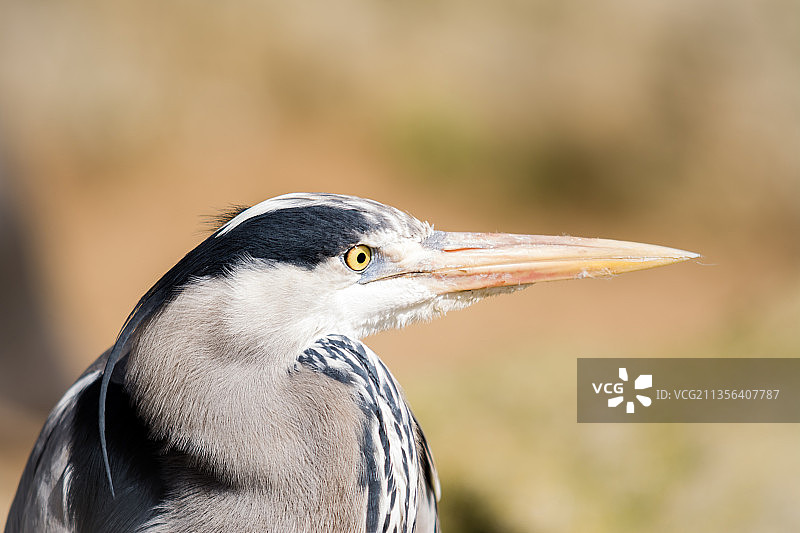 苍鹭特写，爱尔兰都柏林郡图片素材