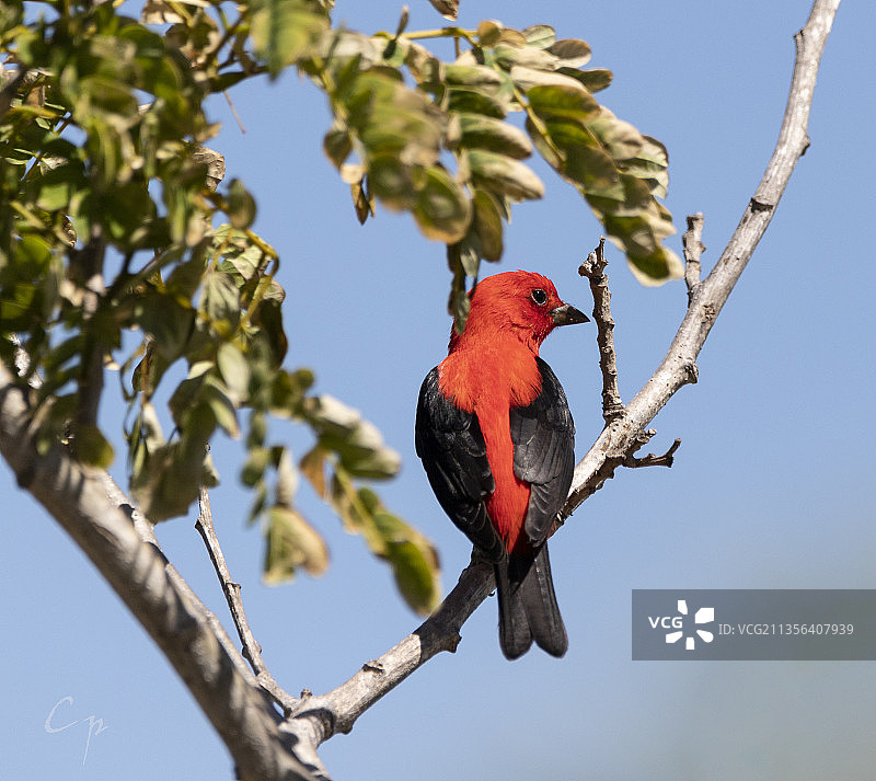 仰视栖息在树上的鸣禽图片素材