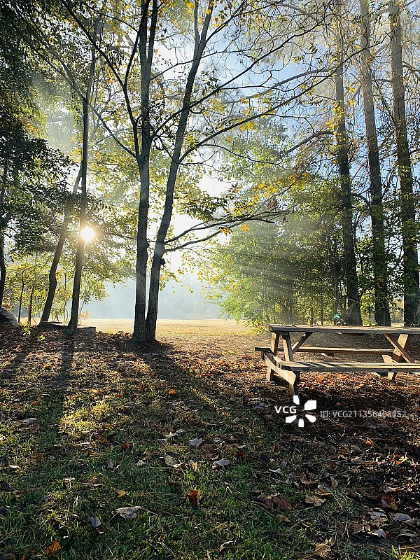 秋季美国公园里的树木图片素材