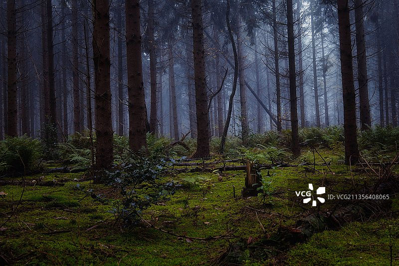 树木在森林图片素材