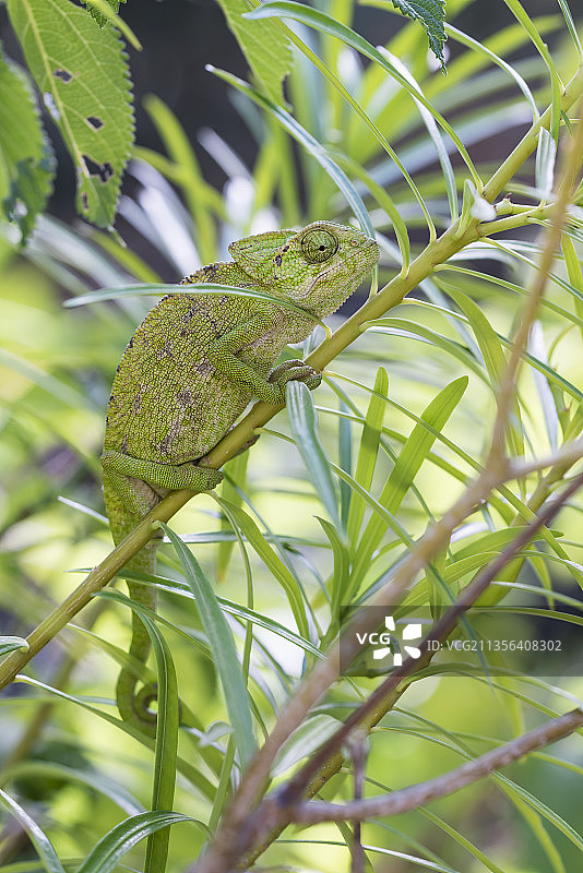 植物上的变色龙特写图片素材