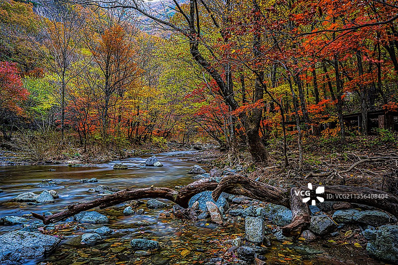 本溪红叶溪流 秋季枫叶风光 慢门摄影 风景摄影图片素材