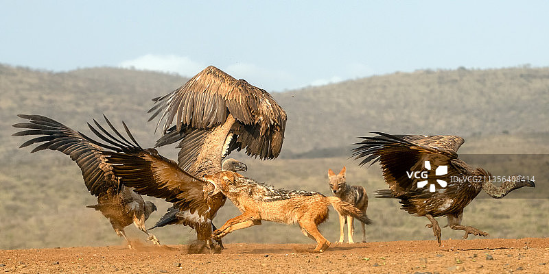 南非，飞越田野的鹰特写图片素材