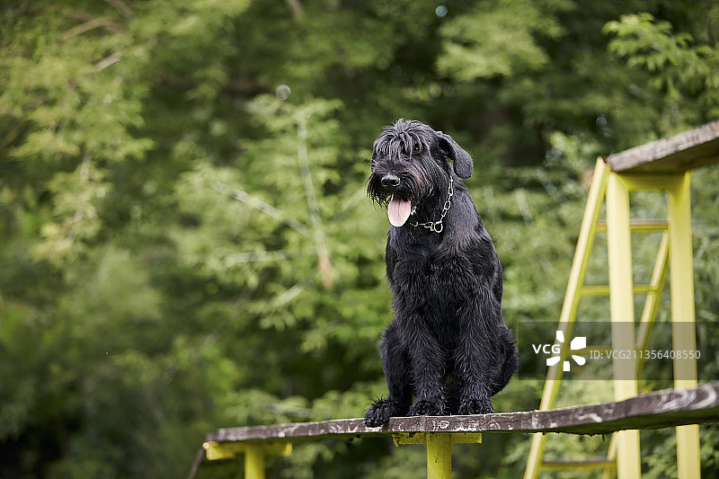 服从训练中的狗狗肖像图片素材