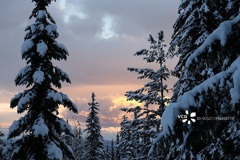 冬季在加拿大不列颠哥伦比亚省银星山仰望松树图片素材