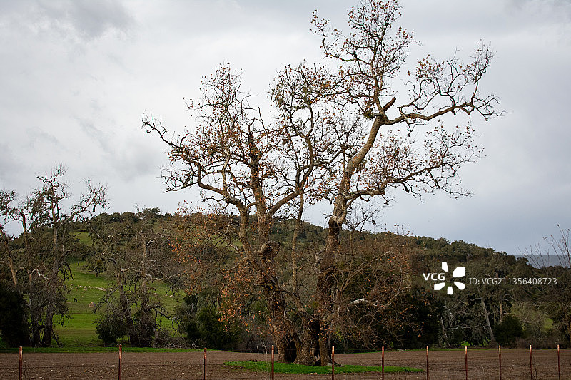 田野上的树木与天空交相辉映图片素材