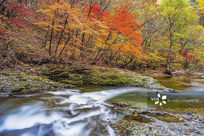 本溪红叶溪流 秋季枫叶风光 慢门摄影 风景摄影图片素材