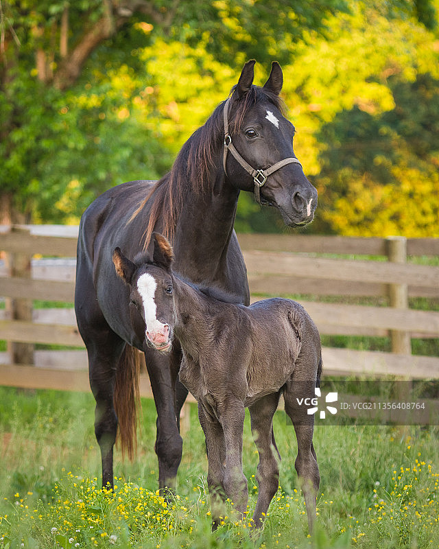 两匹站在田野上的马图片素材