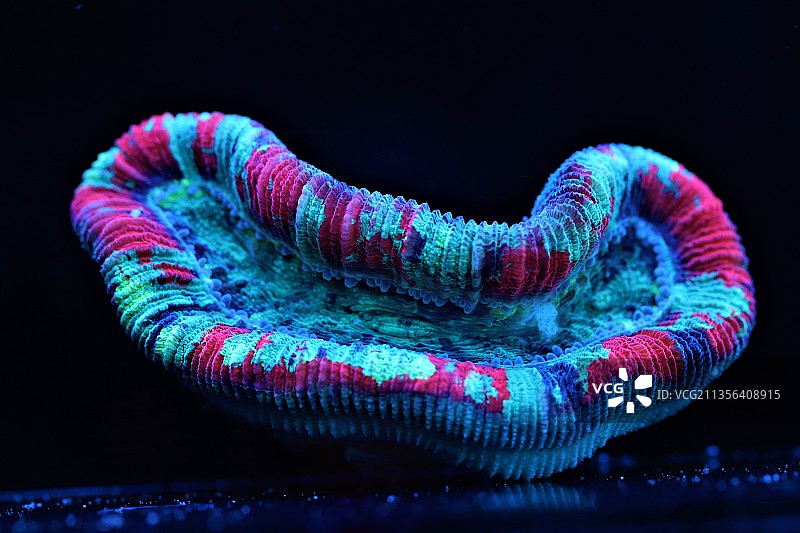 黑色背景下的龙特写图片素材