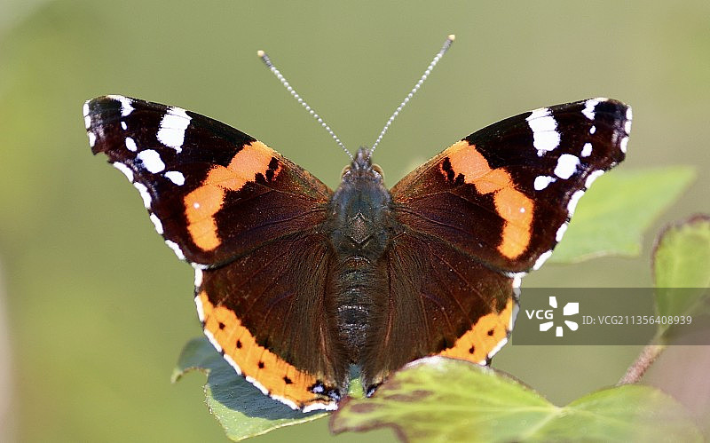 叶子上的蝴蝶特写图片素材