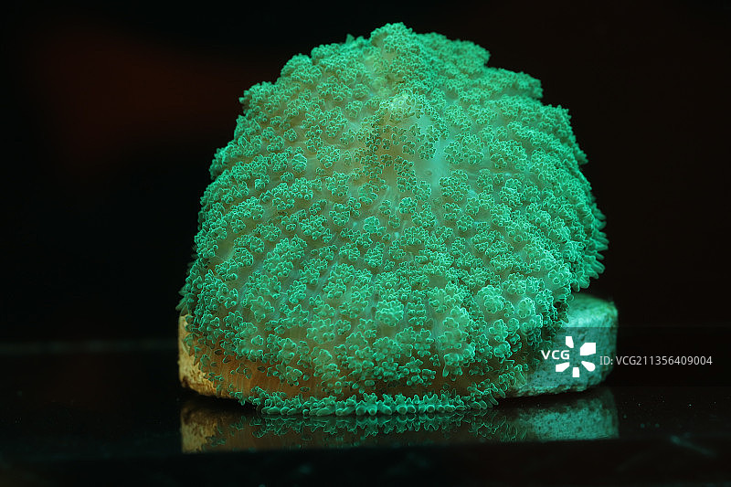 桌子上的清洁海绵特写图片素材