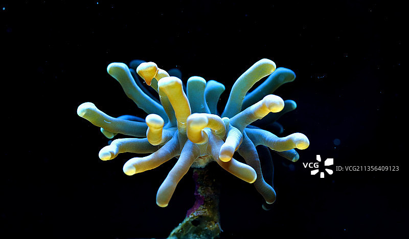 黑色背景下的蓝色海洋特写图片素材