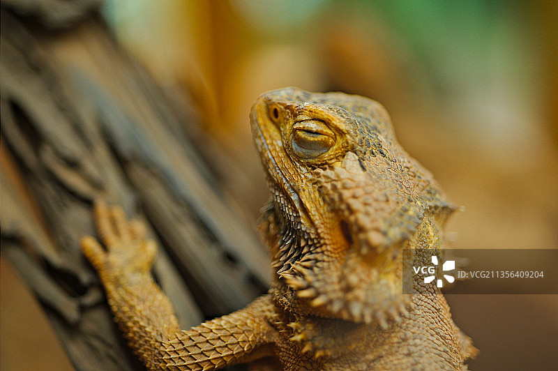 胡须蜥蜴特写图片素材
