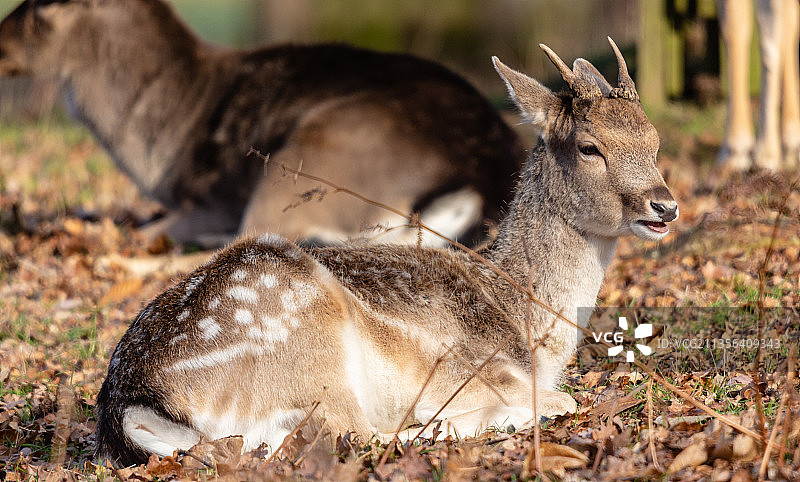 黇鹿坐田野特写，英国大伦敦地区图片素材