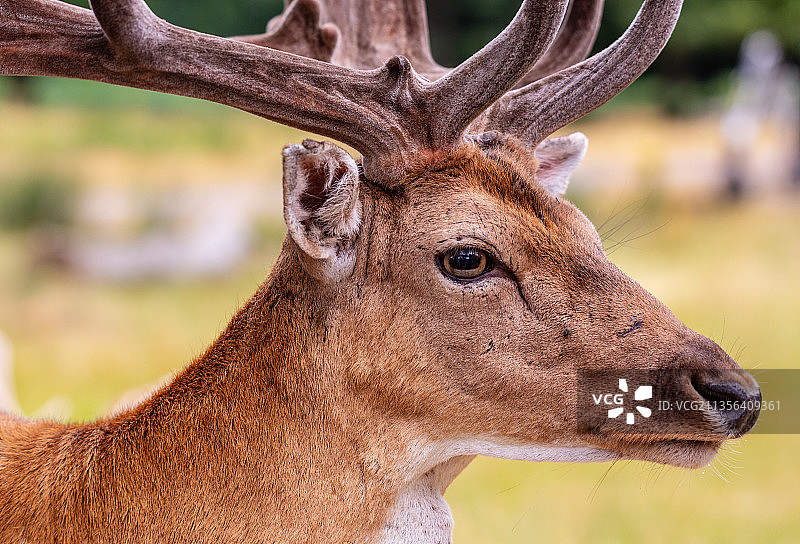 黇红鹿特写，英国里士满图片素材