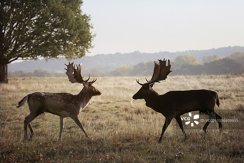 英国里士满公园草地上站立的红白牛侧视图图片素材