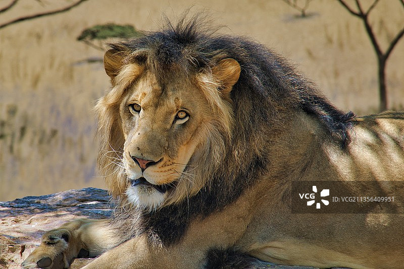 在陆地上休息的狮子 портрет图片素材