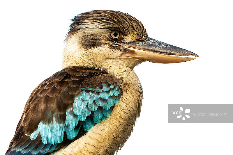 特写：白色背景下的笑翠鸟图片素材