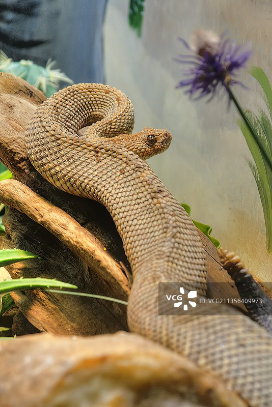 树上响尾蛇特写图片素材