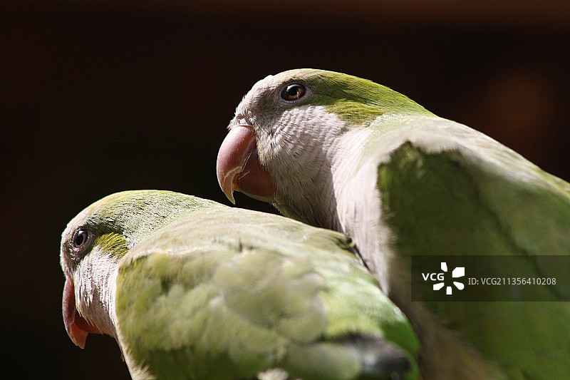 户外栖息的鸟类特写图片素材