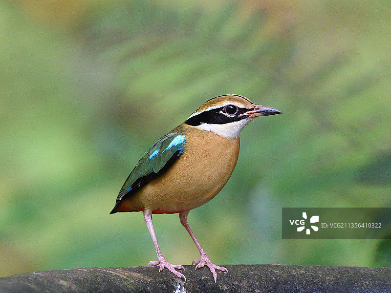 印度喀拉拉邦Thattekad的热带翠鸟栖息在木头上的特写图片素材