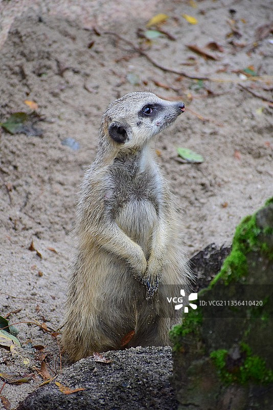 坐在岩石上的獴的特写，荷兰鹿特丹图片素材