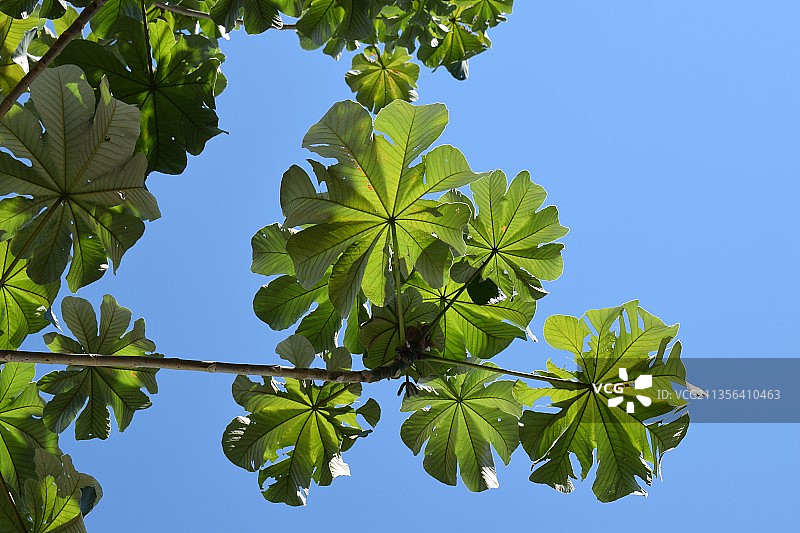 哥伦比亚卡门·阿皮卡拉的树叶与蓝天的低角度视图图片素材