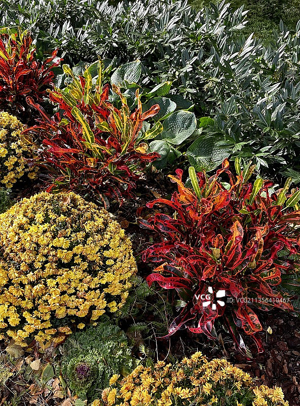 纽约田野上开花植物的高角度景观，美国图片素材